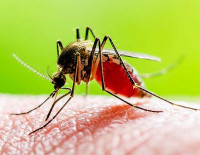 Израильский подросток заразился малярией во время поездки в Африку - он в реанимации