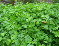 Чай из петрушки