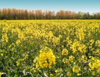 Рапсовое масло содержит ключ жировых отложений