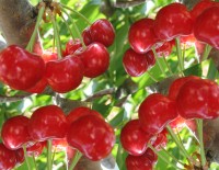 Меню спокойного сна или продукты, помогающие засыпать