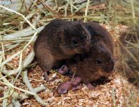 Любовь способна изменять хромосомы и работу мозга