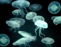 Начало купального сезона: повышенная концентрация медуз