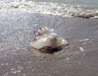 "Сезон медуз" на побережье Средиземного моря в Израиле: рекомендации специалистов